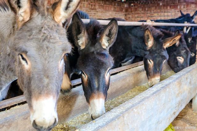 驴肉,驴奶,驴皮卖价高,但这几个原因却让农民不愿养驴!